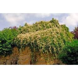 Renoué d'AUBERT "POLYGONUM aubertii"