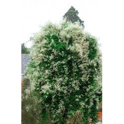 Renoué d'AUBERT "POLYGONUM aubertii"