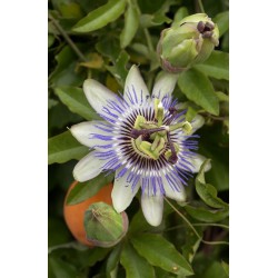 Fleurs de la passion bleue "PASSIFLORA caerulea"