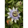 Fleurs de la passion bleue "PASSIFLORA caerulea"