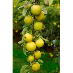 Pommier "GOLDEN DELICIOUS"