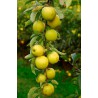 Pommier "GOLDEN DELICIOUS"