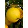 Pommier "GOLDEN DELICIOUS" - MALUS domestica 'GOLDEN DELICIOUS'