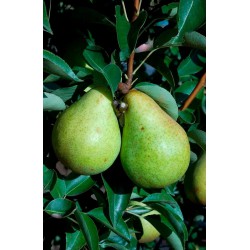 Poirier Williams - PYRUS communis 'WILLIAMS'