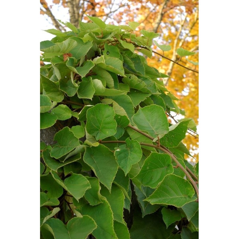 Kiwi mâle - "ACTINIDIA chinensis" (mâle)