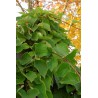 Kiwi mâle - "ACTINIDIA chinensis" (mâle)
