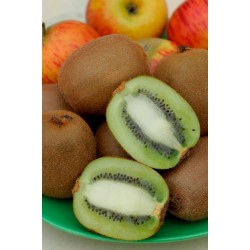 Kiwi "HAYWARD" (femelle) - ACTINIDIA chinensis "HAYWARD"