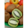 Kiwi "HAYWARD" (femelle) - ACTINIDIA chinensis "HAYWARD"