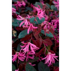 LOROPETALUM de chine à feuilles rouges "FIRE DANCE"