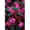 LOROPETALUM de chine à feuilles rouges "FIRE DANCE"