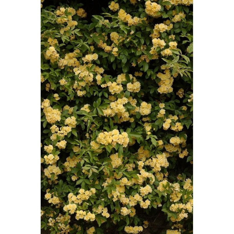  Rosier liane jaune - ROSA banksiae "LUTEA'"