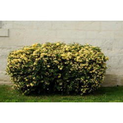  Rosier liane jaune - ROSA banksiae "LUTEA'"
