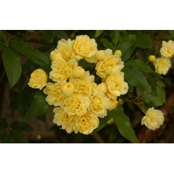  Rosier liane jaune - ROSA banksiae "LUTEA'"