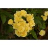  Rosier liane jaune - ROSA banksiae "LUTEA'"