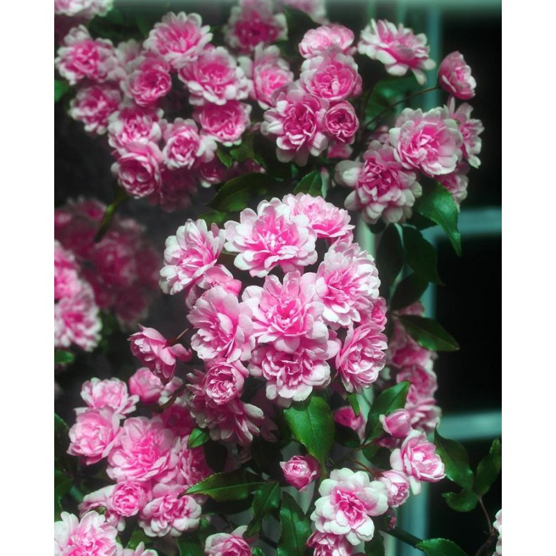 Rosiers De Banks