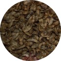 Crispy's larves séchées - 39% de Protéines 
