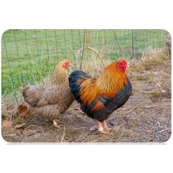 wyandotte nain poule.coq ou couple 