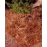 Carex comans "Bronze Form" - Laiche comans Bronze Form