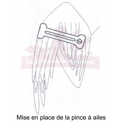 Pince à ailes