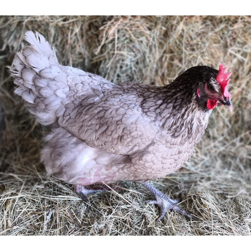 Poule Grise cendré - Ma Paulette