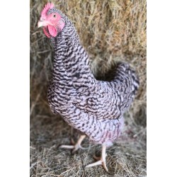 Poule pondeuse Coucou - A partir de 13.90€