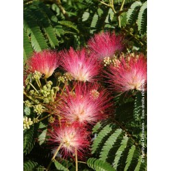 ALBIZIA  julibrissin OMBRELLA 'Boubri'