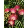 ALBIZIA  julibrissin OMBRELLA 'Boubri'