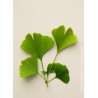 Arbre aux quarante écus - GINKGO Biloba