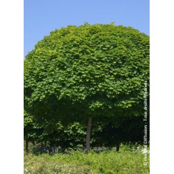 MAGNOLIA 'STAR WARS' 