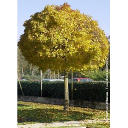 Erable plane boule - ACER platanoides globosum 