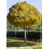 Erable plane boule - ACER platanoides globosum 