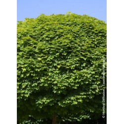 Erable plane boule - ACER platanoides globosum 