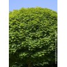 Erable plane boule - ACER platanoides globosum 