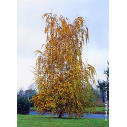 Bouleau blanc pendula - BETULA pendula