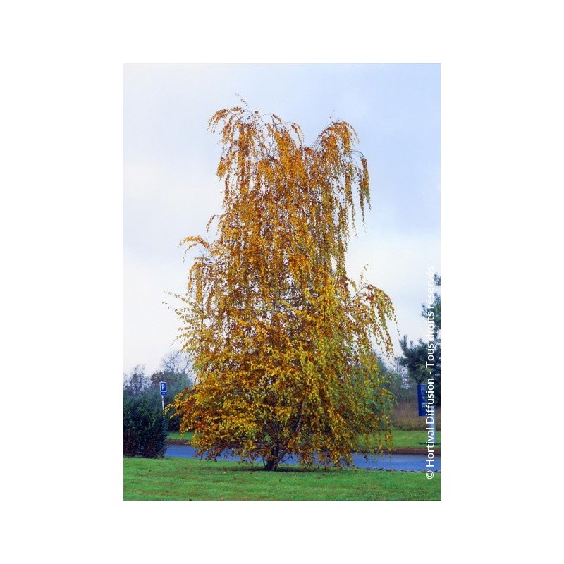 Bouleau blanc pendula - BETULA pendula