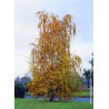 Bouleau blanc pendula - BETULA pendula