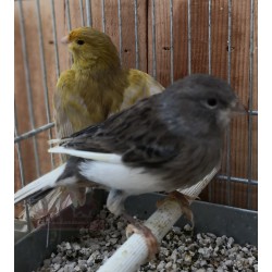 Canaris jaune panaché