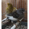Canaris jaune panaché