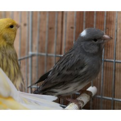 Canaris Gris et vert
