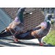 Couple Pigeon cauchois