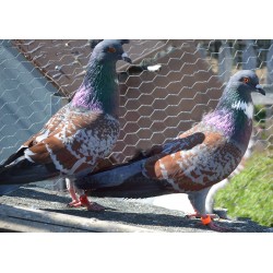 Couple Pigeon  cauchois