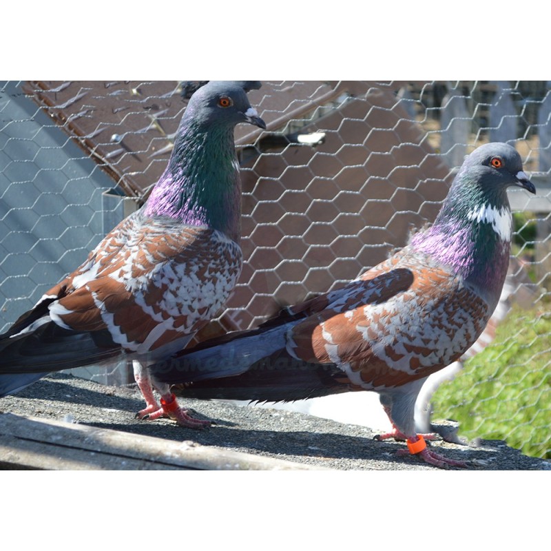 Couple Pigeon cauchois Couple Pigeon cauchois