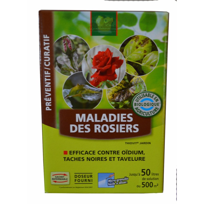 Maladies des rosiers et traitements