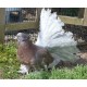 Pigeon Paon Indien