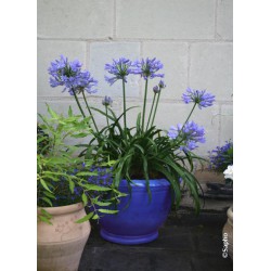 Agapanthus Africanus Pitchoune Blue 'Scarey09' cov