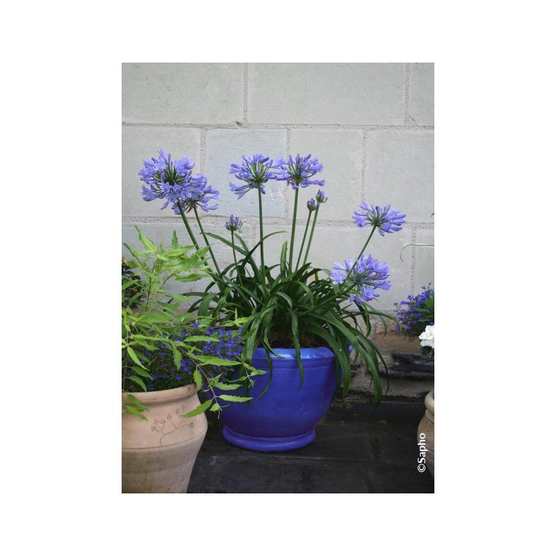 Agapanthus Africanus Pitchoune Blue 'Scarey09' cov