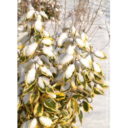 ELAEAGNUS x ebbingei 'GILT EDGE'