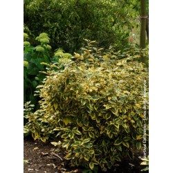 ELAEAGNUS x ebbingei 'GILT EDGE'