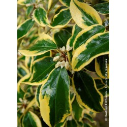 ELAEAGNUS x ebbingei 'GILT EDGE'