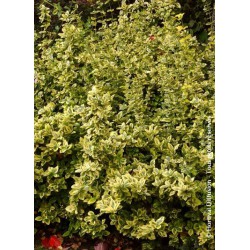 EUONYMUS fortunei 'EMERALD'N GOLD'